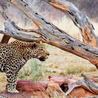 etosha national park