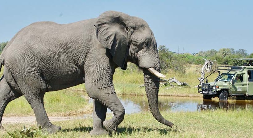 9 Days Botswana Classic Safari