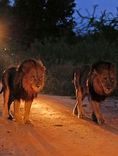 NIGHT GAME DRIVE